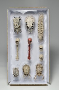 predatorskulls